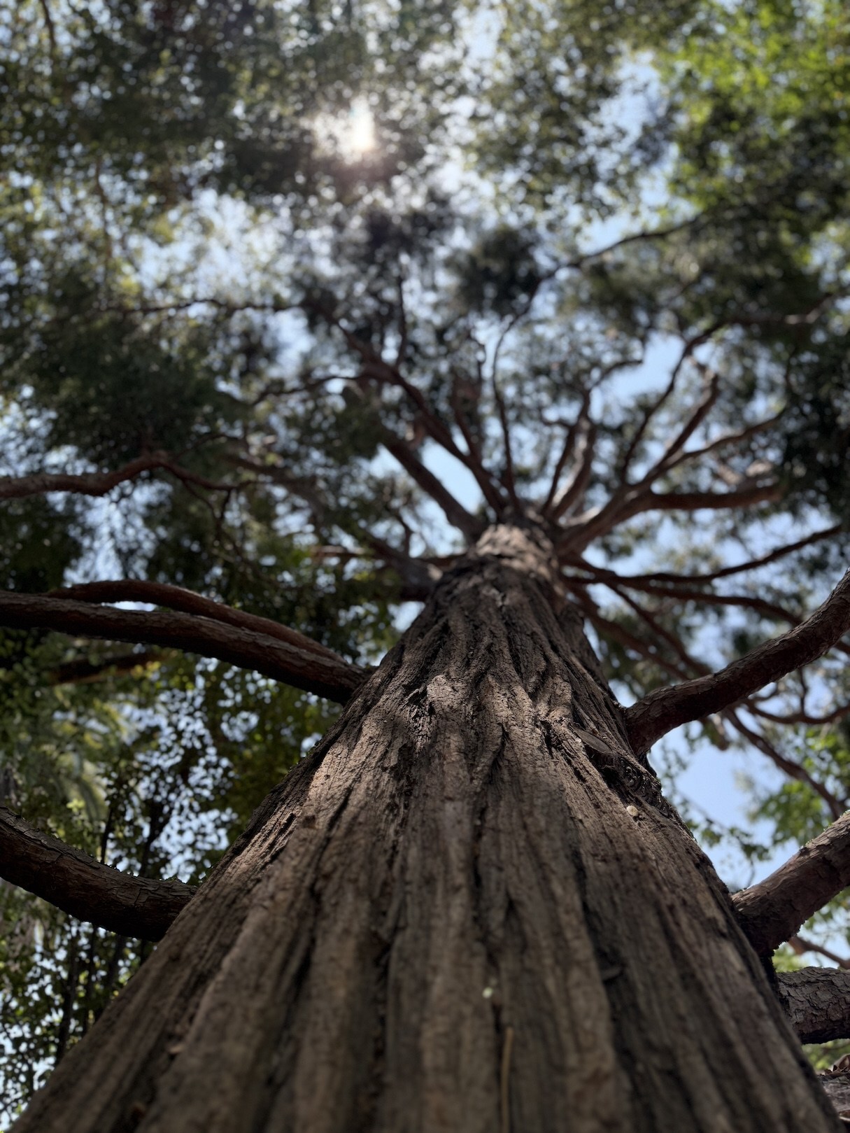 EagleVision's 'Nature, Inc.' Spotlights Jeff Perry Who Saved 1,000+ Burned Trees to Help Rebuild Altadena eaglevision native california incense cedar tree