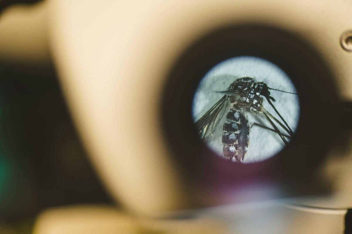fiu research magazine matthew degennaro mosquito lab54217109361 resized